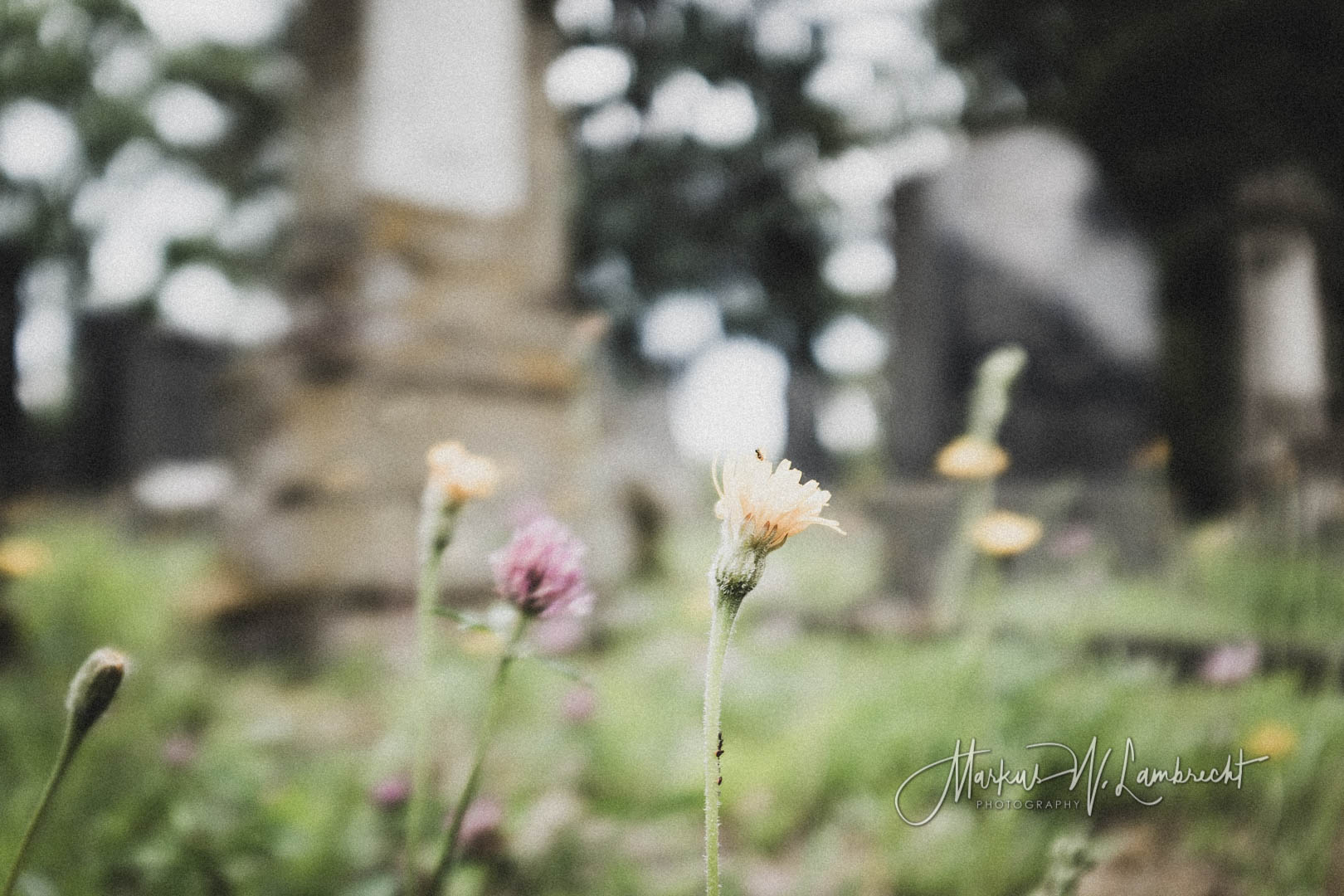 Alsfeld, Jüdischer Friedhof